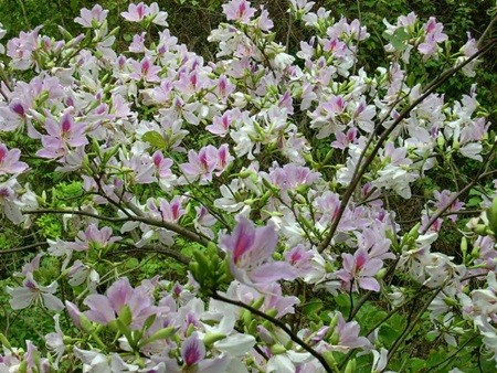 Ngẩn ngơ trước những loài hoa tuyệt đẹp vùng Tây Bắc - ảnh 1