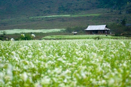 Ngẩn ngơ trước những loài hoa tuyệt đẹp vùng Tây Bắc - ảnh 3