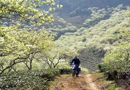 Ngẩn ngơ trước những loài hoa tuyệt đẹp vùng Tây Bắc - ảnh 5