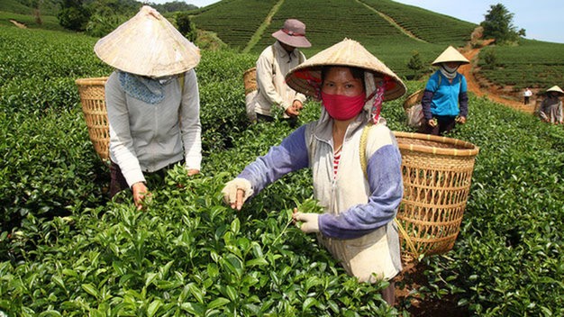 Đất trồng chè ở Lâm Đồng không bị nhiễm độc dioxin - ảnh 1