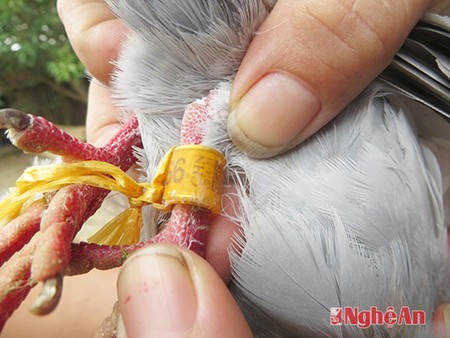 Xuất hiện bồ câu “đưa thư” có chữ lạ - ảnh 2
