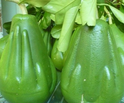 Quà Tết “siêu độc