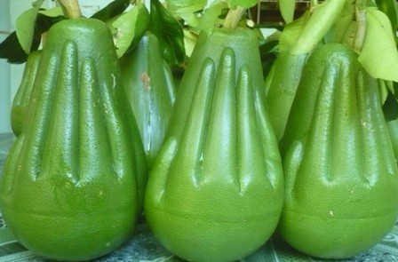 Quà Tết “siêu độc