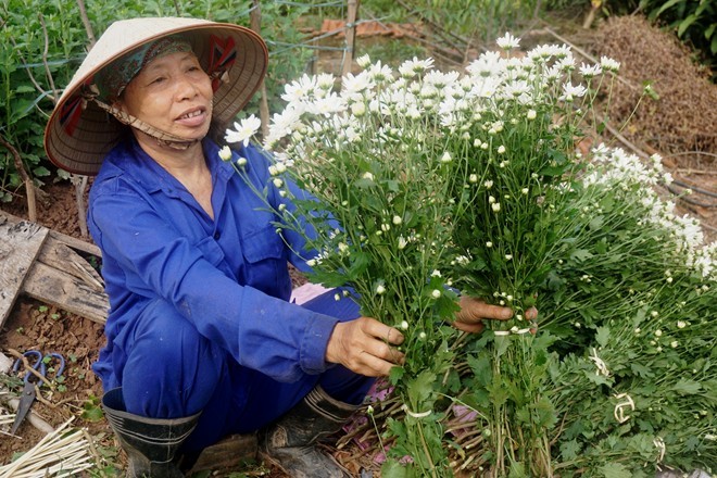Cúc họa mi làm nóng thị trường hoa Hà Nội - ảnh 1