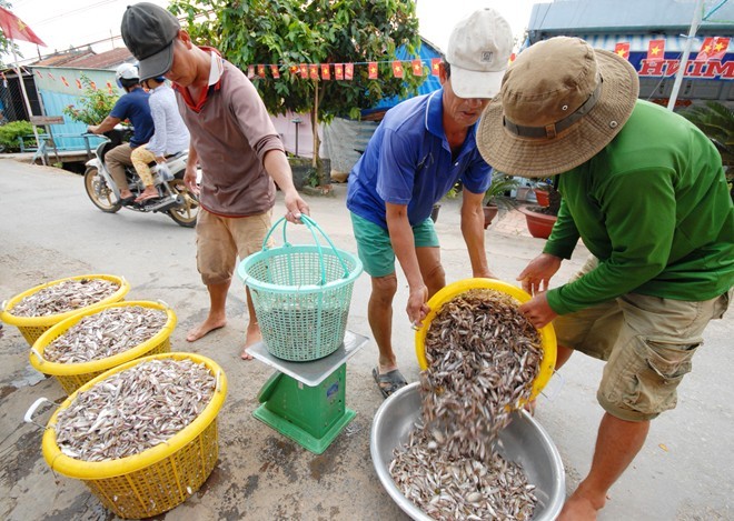 Nuôi cá lóc bông thu nhập trên 100 triệu đồng ở miền Tây - ảnh 1