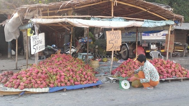Thanh long giá 'bèo' 2.000 đồng/kg, người mua vẫn hờ hững - ảnh 1
