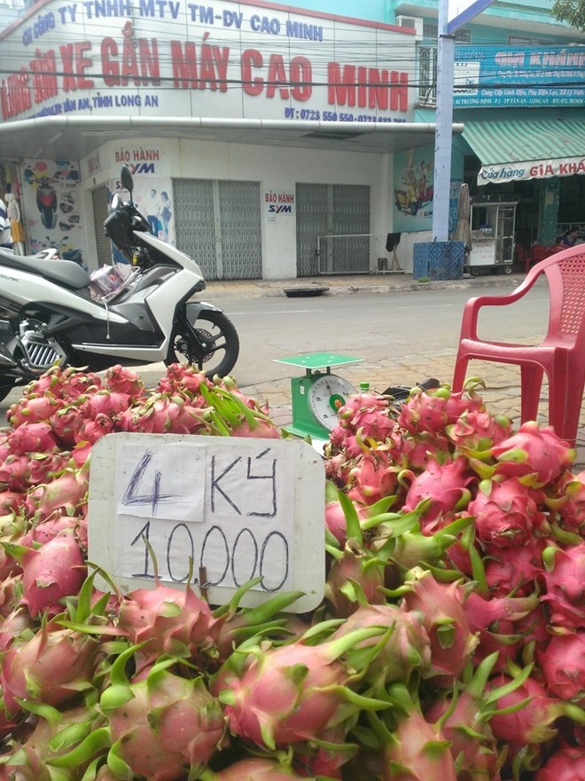 Thanh long giá 'bèo' 2.000 đồng/kg, người mua vẫn hờ hững - ảnh 2