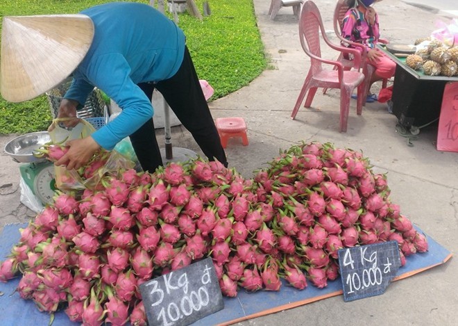 Thanh long giá 'bèo' 2.000 đồng/kg, người mua vẫn hờ hững - ảnh 4