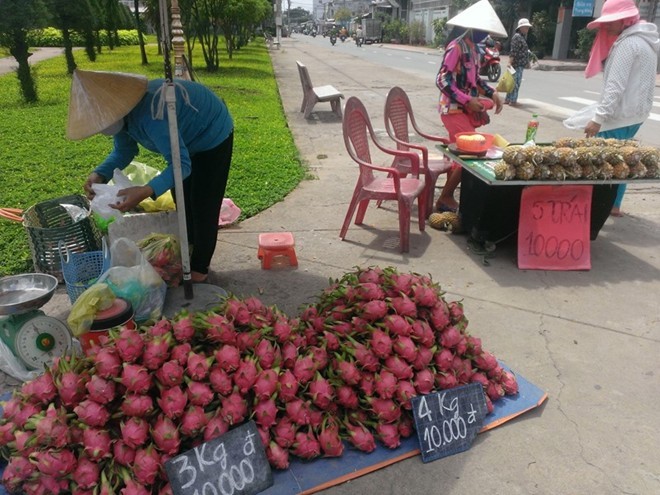 Thanh long giá 'bèo' 2.000 đồng/kg, người mua vẫn hờ hững - ảnh 5