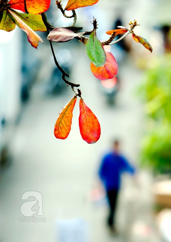 Hà Nội đẹp lung linh trong nắng đầu đông - ảnh 12