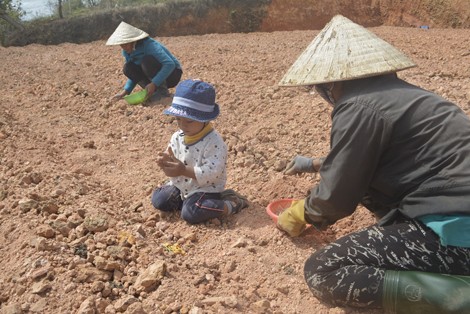 Những người đàn bà 'ế' dưới đỉnh Langbiang - ảnh 2