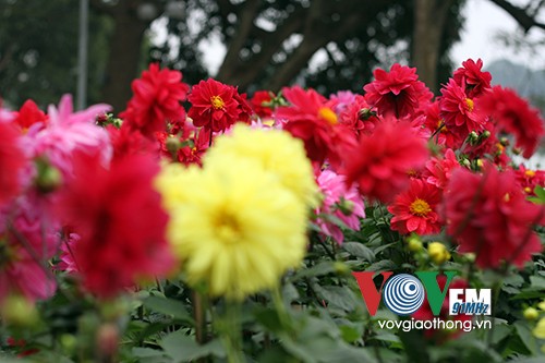Hồ Gươm rực rỡ sắc hoa đào - ảnh 9