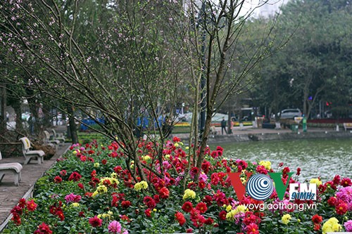 Hồ Gươm rực rỡ sắc hoa đào - ảnh 3