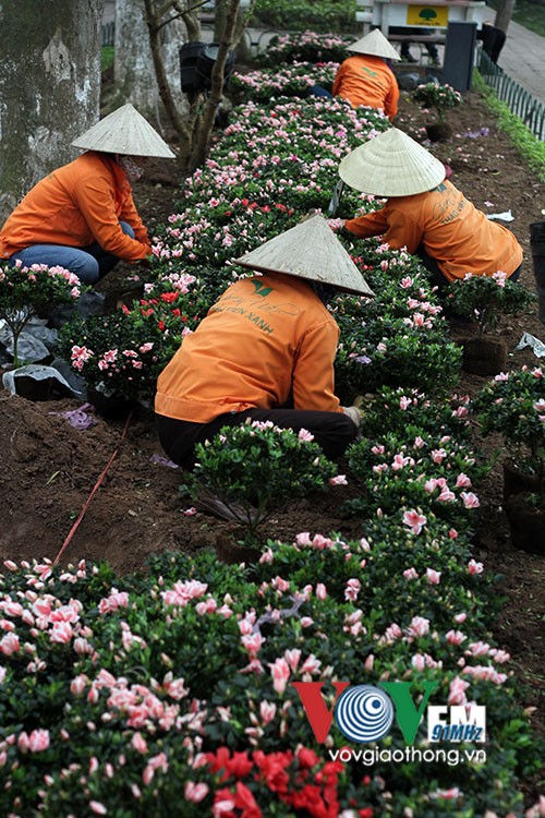 Hồ Gươm rực rỡ sắc hoa đào - ảnh 6
