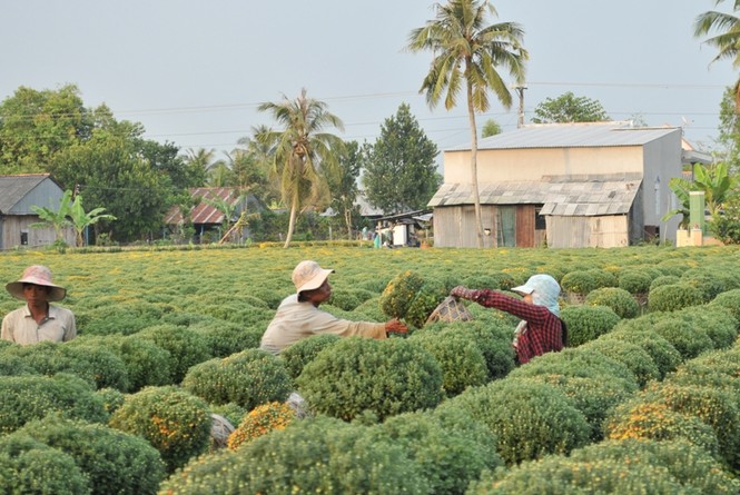 Trồng hoa cúc mâm xôi lãi gấp 10 lần trồng lúa? - ảnh 1