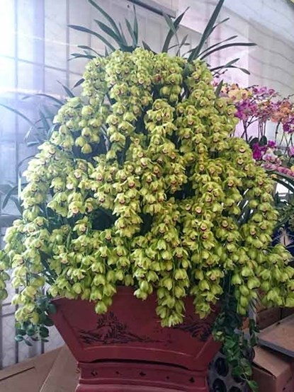 Phong lan hơn 60 triệu đồng/chậu vẫn đắt khách ở Hà Nội - ảnh 9