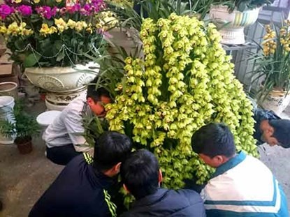 Phong lan hơn 60 triệu đồng/chậu vẫn đắt khách ở Hà Nội - ảnh 10