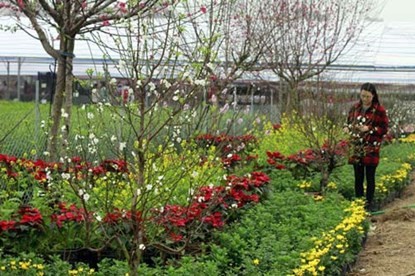 Ngắm bạch đào cánh trắng như tuyết giá 2 triệu đồng/cây - ảnh 1