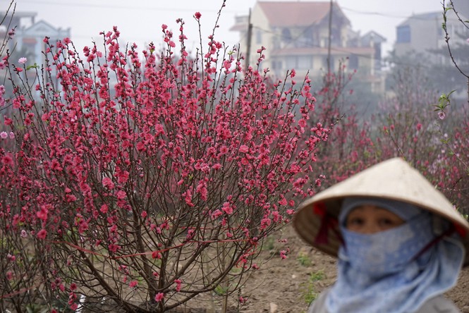 Hà Nội: “Giá như đào Nhật Tân nở muộn dăm hôm nữa...“ - ảnh 1