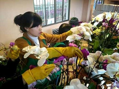 Phong lan hơn 60 triệu đồng/chậu vẫn đắt khách ở Hà Nội - ảnh 1