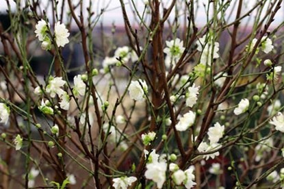 Ngắm bạch đào cánh trắng như tuyết giá 2 triệu đồng/cây - ảnh 2