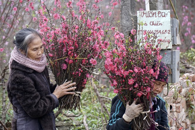 Hà Nội: “Giá như đào Nhật Tân nở muộn dăm hôm nữa...“ - ảnh 2