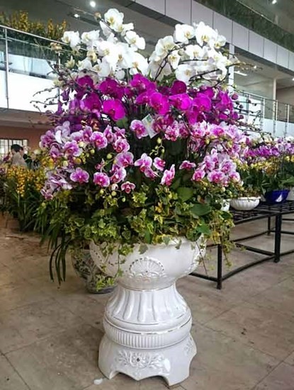 Phong lan hơn 60 triệu đồng/chậu vẫn đắt khách ở Hà Nội - ảnh 2