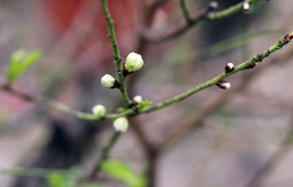 Ngắm bạch đào cánh trắng như tuyết giá 2 triệu đồng/cây - ảnh 4