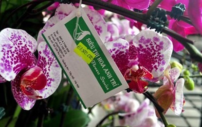 Phong lan hơn 60 triệu đồng/chậu vẫn đắt khách ở Hà Nội - ảnh 3