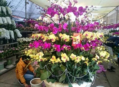 Phong lan hơn 60 triệu đồng/chậu vẫn đắt khách ở Hà Nội - ảnh 4