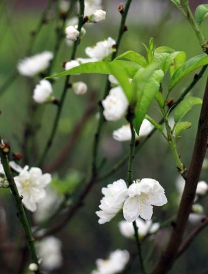 Ngắm bạch đào cánh trắng như tuyết giá 2 triệu đồng/cây - ảnh 5