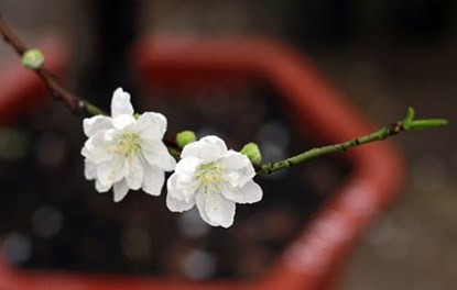 Ngắm bạch đào cánh trắng như tuyết giá 2 triệu đồng/cây - ảnh 6
