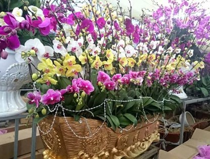Phong lan hơn 60 triệu đồng/chậu vẫn đắt khách ở Hà Nội - ảnh 5