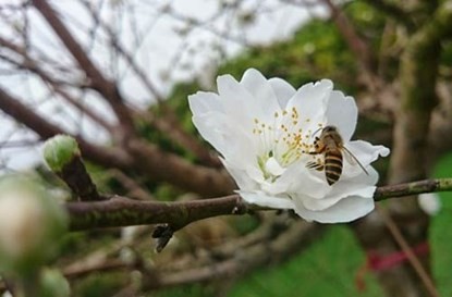 Ngắm bạch đào cánh trắng như tuyết giá 2 triệu đồng/cây - ảnh 7