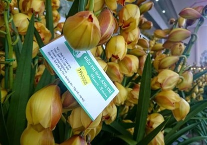 Phong lan hơn 60 triệu đồng/chậu vẫn đắt khách ở Hà Nội - ảnh 8