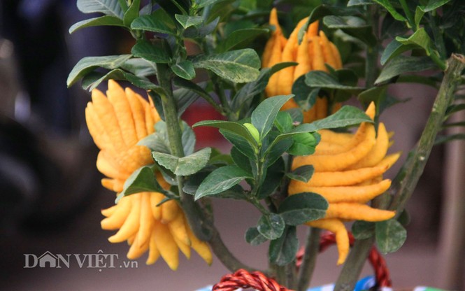 Lạ lẫm phật thủ bonsai dáng “bàn tay chắp” - ảnh 11