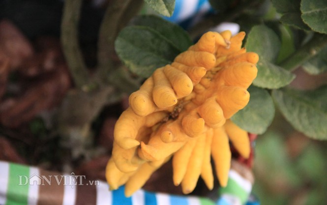 Lạ lẫm phật thủ bonsai dáng “bàn tay chắp” - ảnh 2