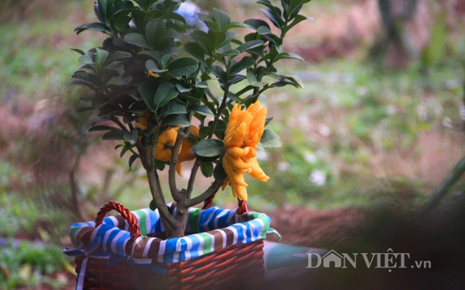 Lạ lẫm phật thủ bonsai dáng “bàn tay chắp” - ảnh 7