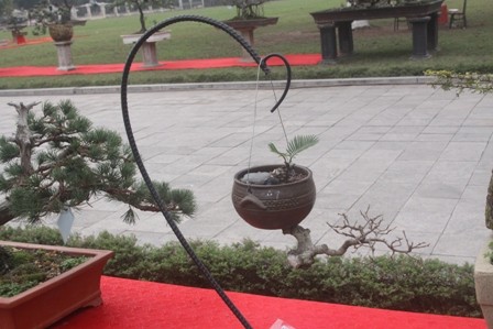 Ngắm cây cảnh có hình 'gợi cảm' ở Hà Nội - ảnh 10