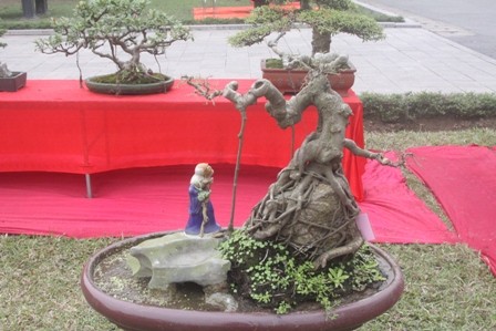 Ngắm cây cảnh có hình 'gợi cảm' ở Hà Nội - ảnh 13