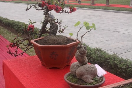 Ngắm cây cảnh có hình 'gợi cảm' ở Hà Nội - ảnh 3