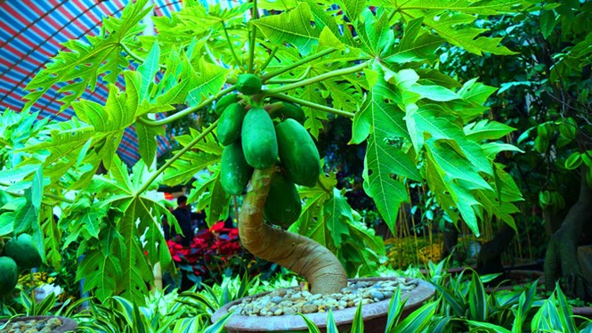 “Sốt” đu đủ cảnh giá gần 10 triệu đồng - ảnh 1
