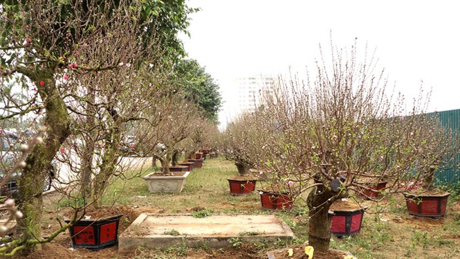 “Sốt” đu đủ cảnh giá gần 10 triệu đồng - ảnh 5