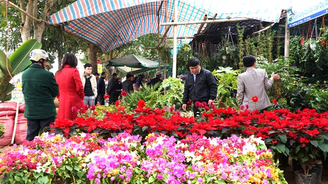 “Sốt” đu đủ cảnh giá gần 10 triệu đồng - ảnh 4