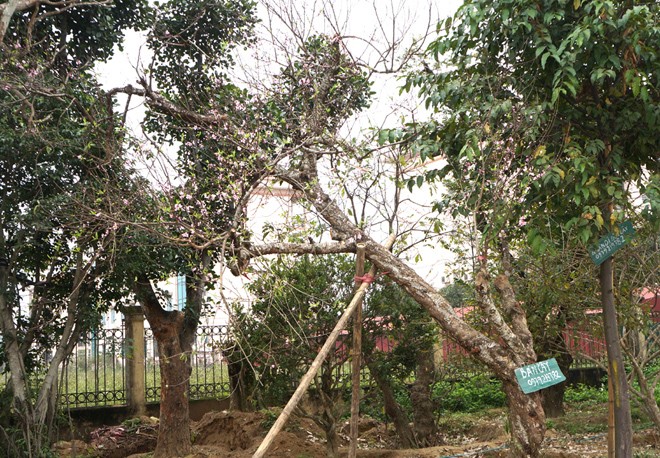 “Sốt” đu đủ cảnh giá gần 10 triệu đồng - ảnh 7