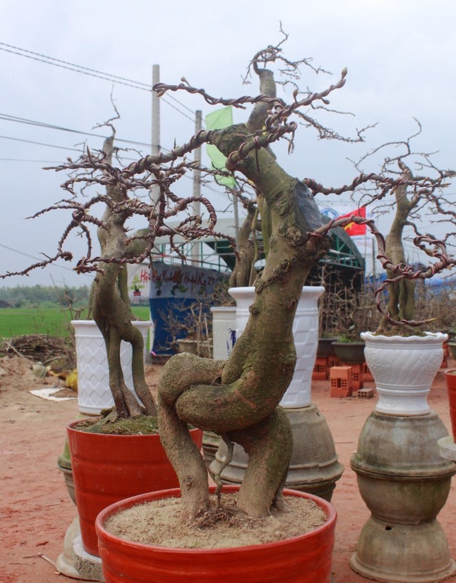 Gốc thanh mai hương cổ thụ có giá 90 triệu đồng - ảnh 9