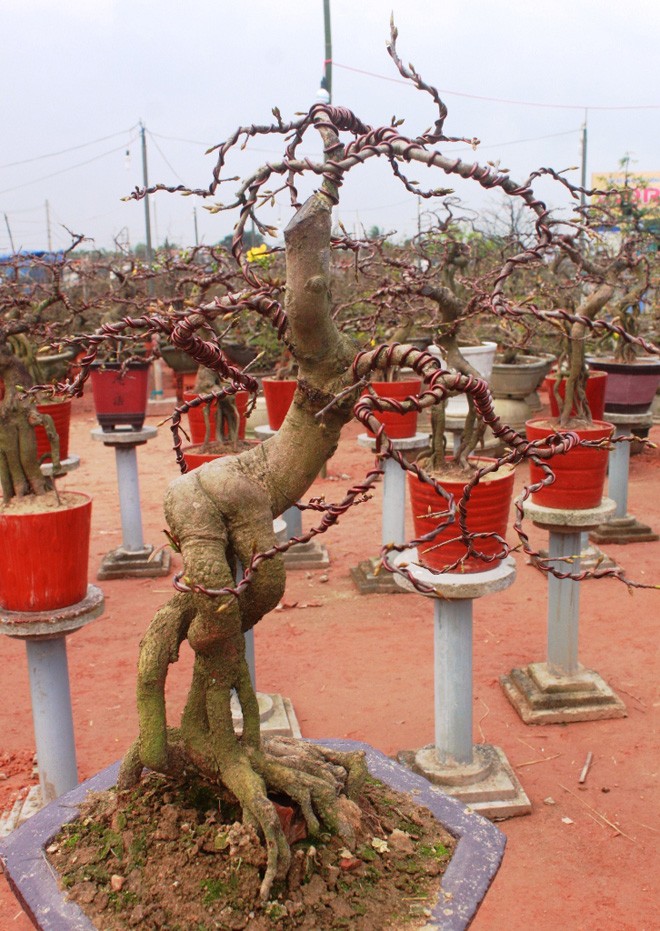 Gốc thanh mai hương cổ thụ có giá 90 triệu đồng - ảnh 10