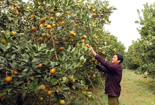 Gái công sở liều vay tiền tỷ buôn đồ Tết - ảnh 1