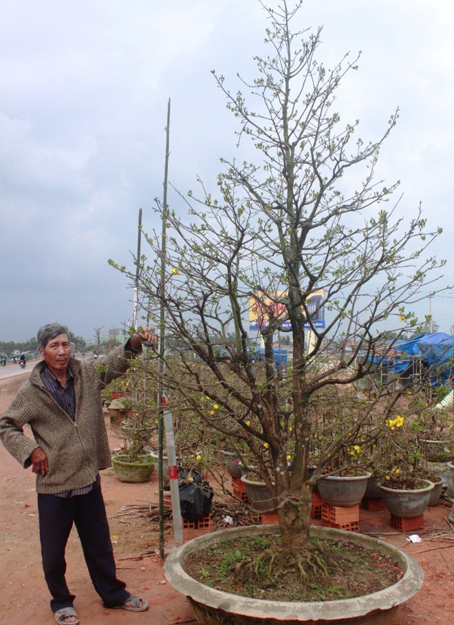 Gốc thanh mai hương cổ thụ có giá 90 triệu đồng - ảnh 2