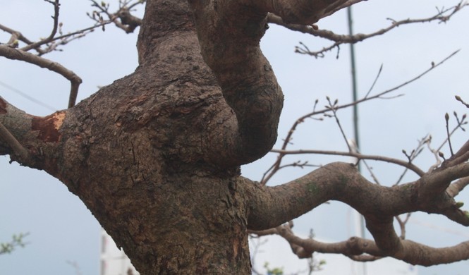 Gốc thanh mai hương cổ thụ có giá 90 triệu đồng - ảnh 4